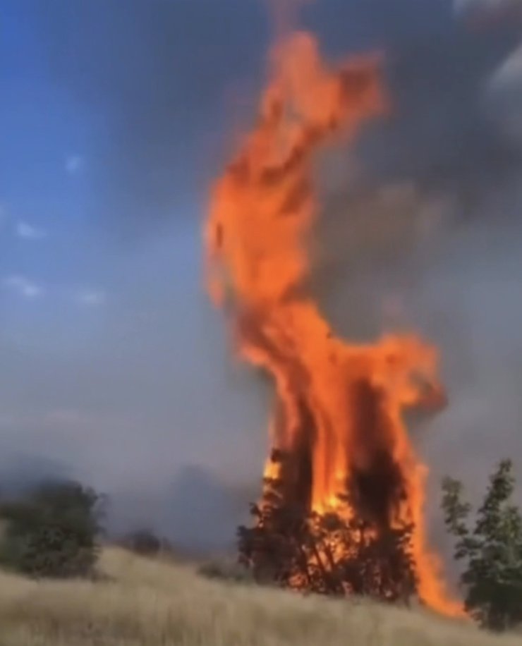 Çankırı’da örtü yangını ağaçlık alana sıçradı