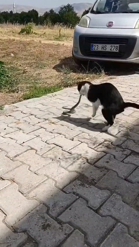 Elazığ’da kediyle yılanın kavgası kameraya yansıdı