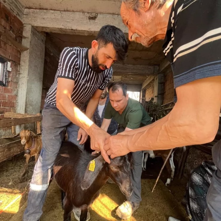 Düzce’de küçükbaş hayvanlara aşılama ve küpeleme