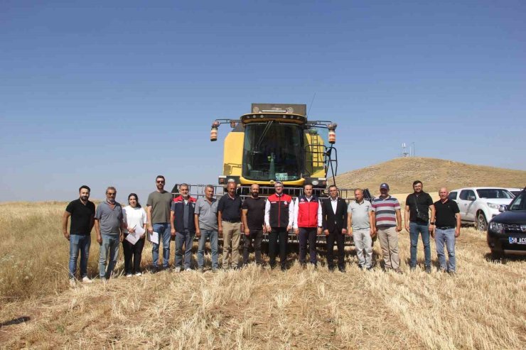 Sivas’ta ilk kez toprakla buluşturulan 5 farklı çeşit buğday hasat edildi