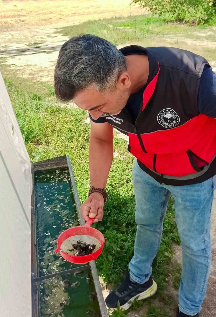 Haziran böceğiyle mücadele sürüyor