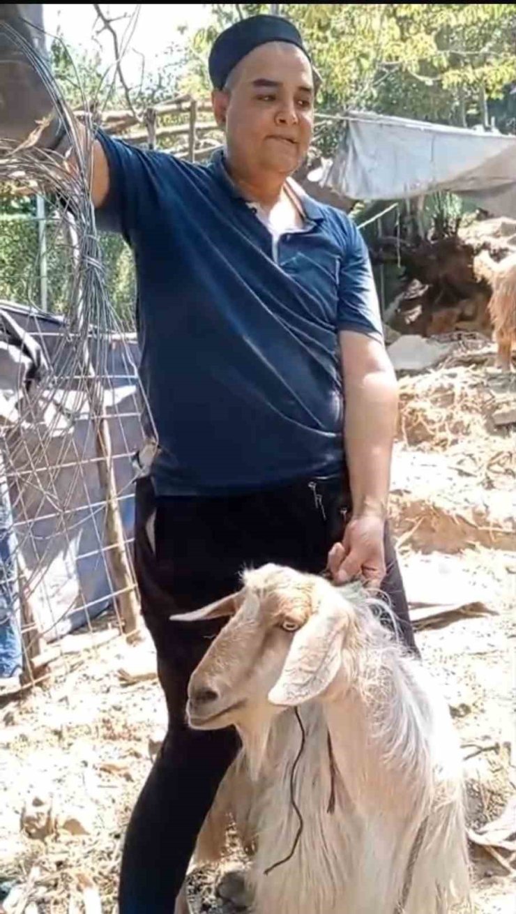 Eve giren keçi sosyal medyaya düştü, 4 gündür onu arayan sahibi bulundu