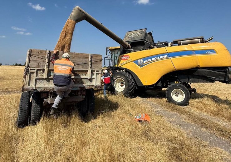 Domaniç’te dermantasyon tarlasında yerli ve milli çeşitlerde yüksek verim