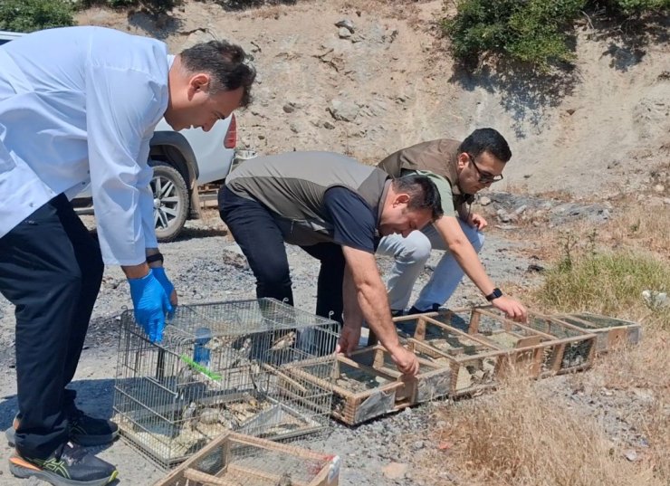 Kahramanmaraş’ta kaçak saka kuşu avına operasyon: 175 kuş kurtarıldı