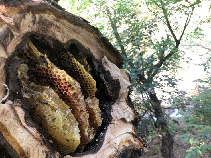 Kovanlardan uzakta üretiliyor, Erzincan’da doğadan hasat ediliyor