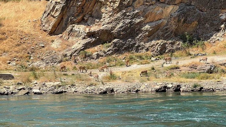 Elazığ’da dağ keçileri sürü halinde görüntülendi