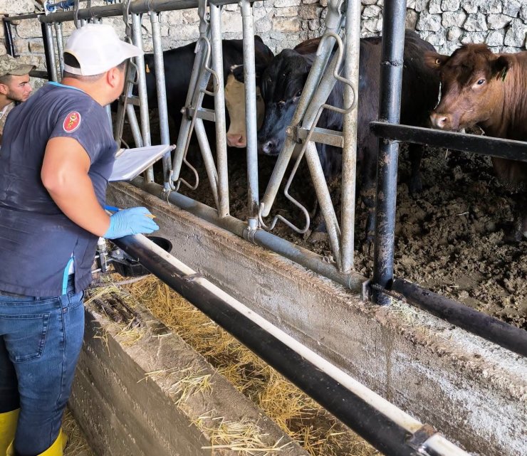 Emet’te hayvancılık desteği alan işletmeler denetleniyor