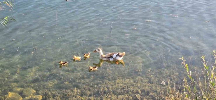 Gölpark’ta ördek yavruları görüntülendi