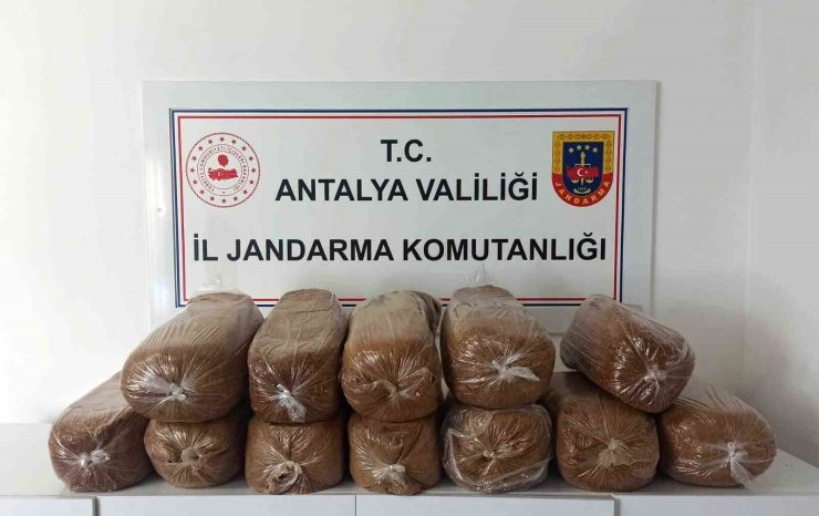 Antalya’da üç ilçede kaçak tütün operasyonu: 785 kilogram tütün ele geçirildi