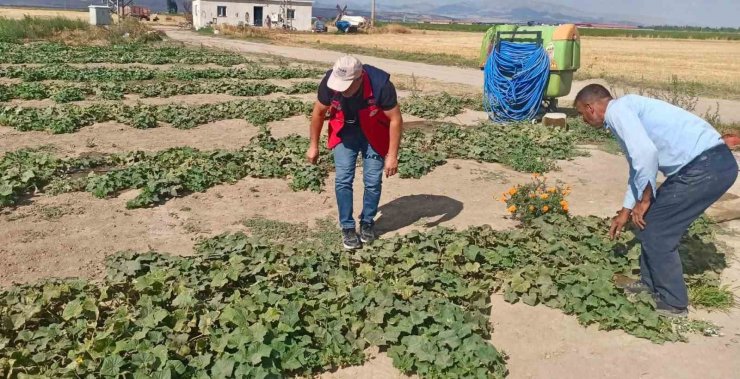 Ürün verim ve rekolte tahmin çalışmaları sürüyor