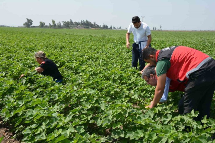 Hatay’da pamuk, soya ve ayçiçeği üretim alanları kontrol edildi