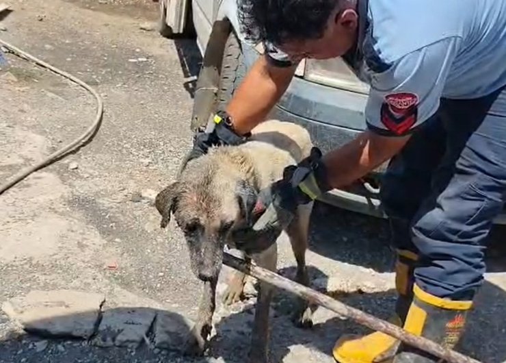 Konteynerin altında sıkışan anne köpek ve yavruları itfaiye ekiplerince kurtarıldı