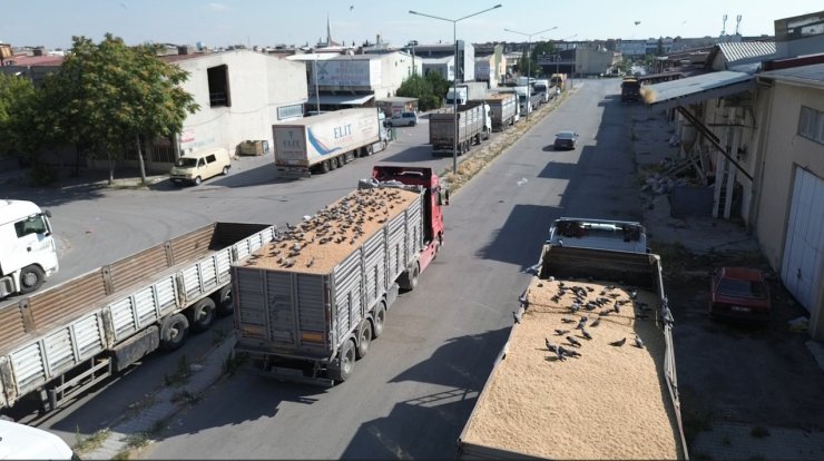 Buğday pazarında güvercinler de nasibini alıyor