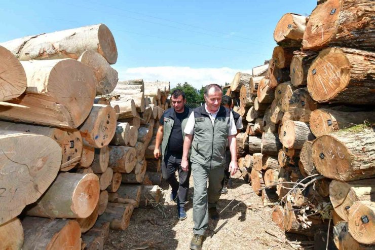 Bandırma Orman İşletme Müdürlüğündeki çalışmalar yerinde incelendi
