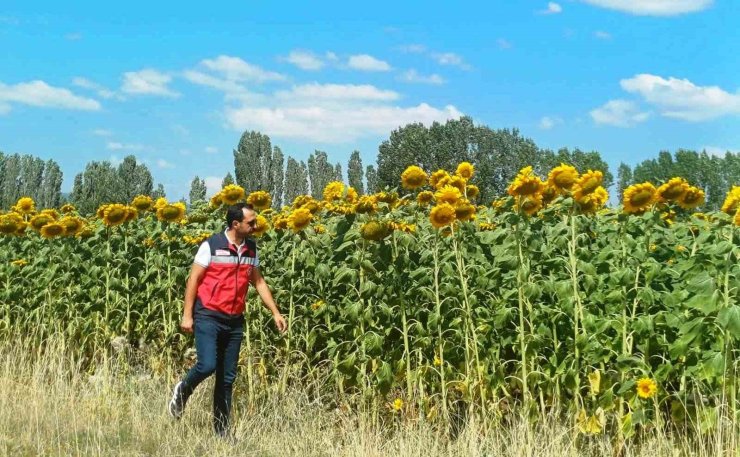 Çavdarhisar’da çerezlik ayçiçeği projesinde arazi kontrolleri