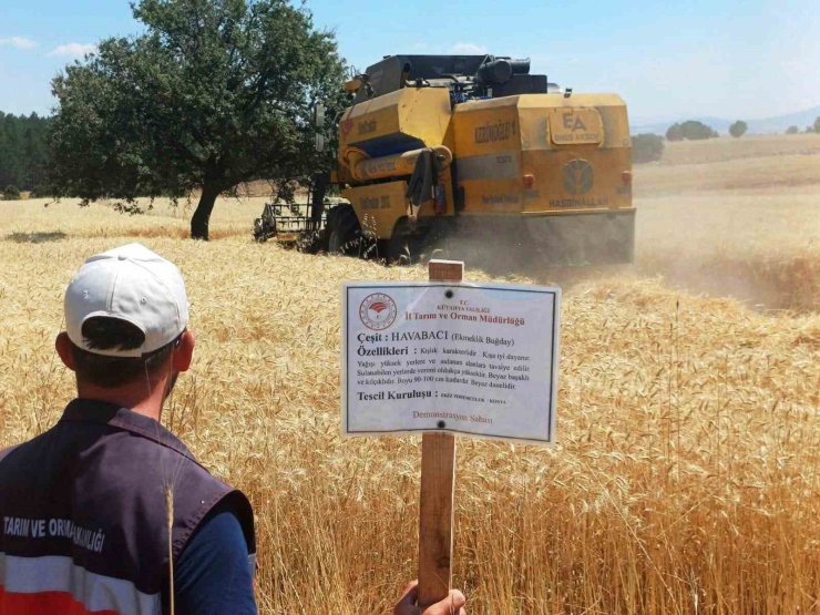 Çavdarhisar’da yerli ve milli arpa ile buğday çeşitlerinin hasadı yapıldı