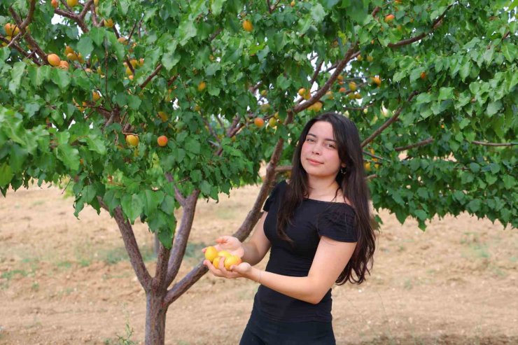Susuz bölgede 500 kayısı ağacı yetiştirip 4 ton verim aldı, proje Türkiye birinciliği getirdi
