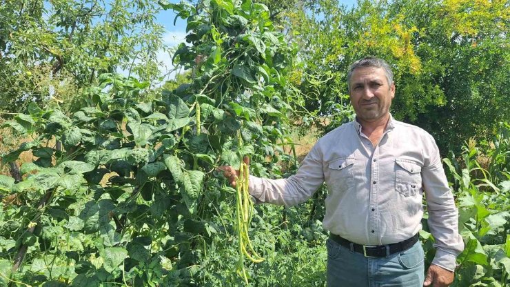 Börülce üreticisinin yüzü gülüyor