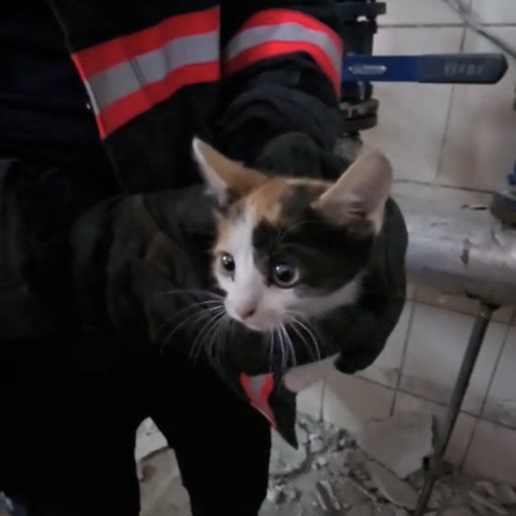 Havalandırma boşluğunda mahsur kalan kedileri itfaiye kurtardı