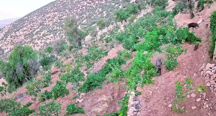 Gercüş’te domuz sürüsü bağ ve fıstık bahçelerine zarar verdi