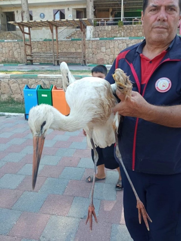 Reyhanlı’da yaralı leylek ekipler tarafından kurtarıldı