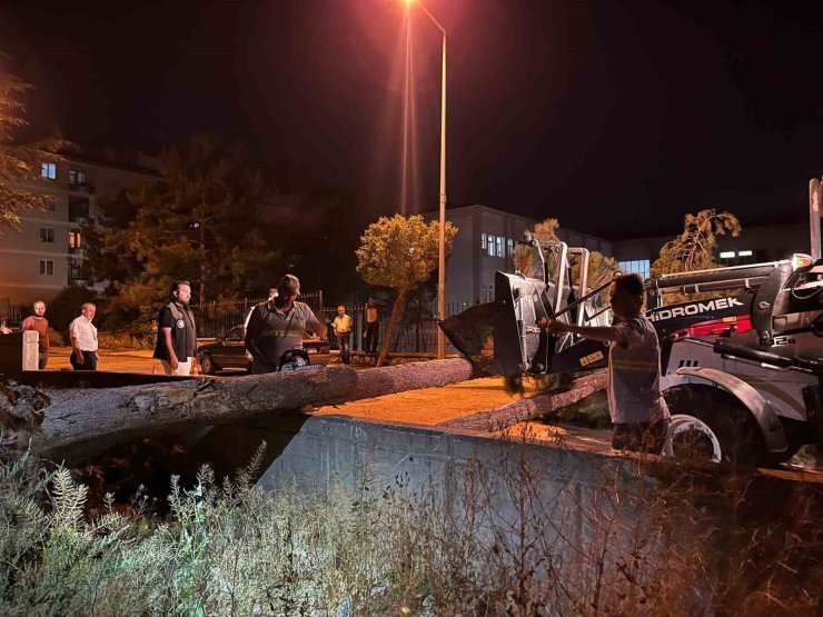 Çorum’da rüzgarın şiddetine dayanamayan ağaç yola devrildi