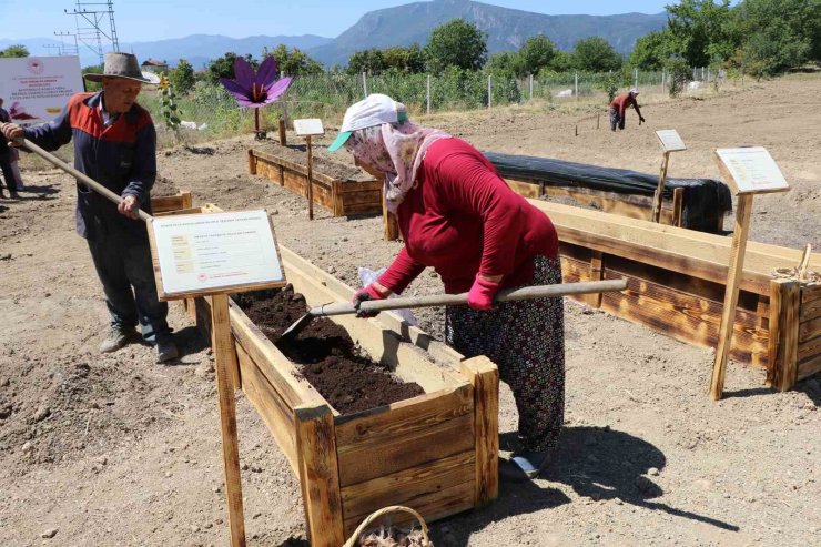 "Dünyanın en pahalı baharatı" köstebeklerden korunacak