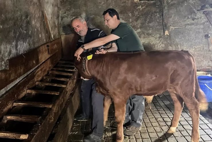 Yaylatepe’de buzağıların küpeleme işlemleri tamamlandı