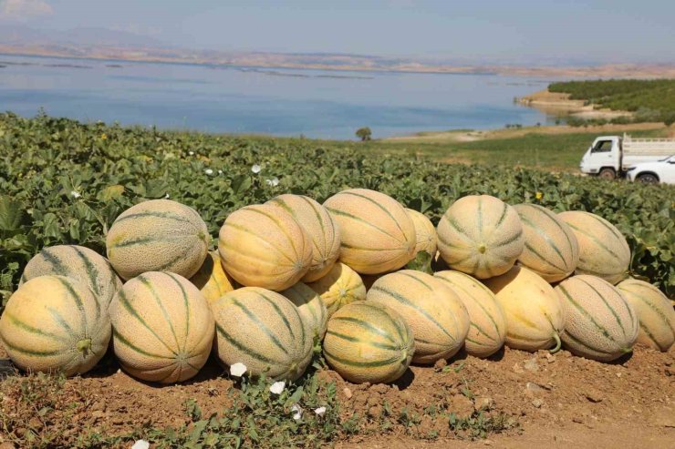 Elazığ’da yaklaşık 20 ton kavun hasadı bekleniyor