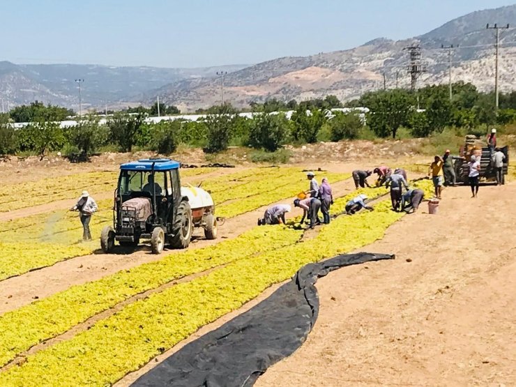 Üzüm üreticisi sezona dertli girdi