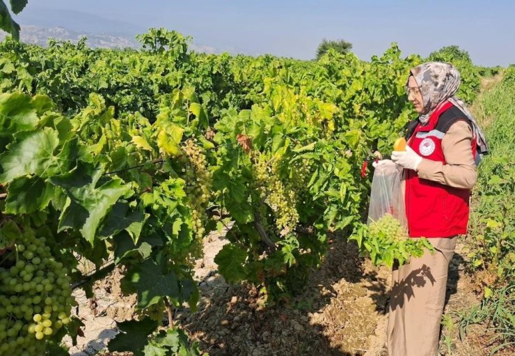 Üzüm üreticilerine son ilaçlama uyarısı
