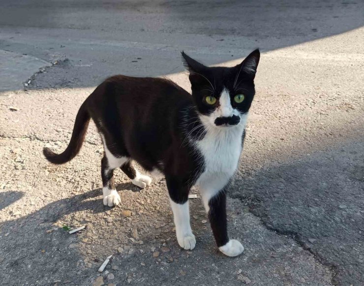"Pala bıyıklı kedi" görenlerin dikkatini çekiyor