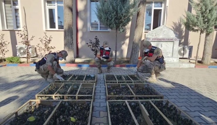Suriye’ye geçirilmek istenen 2 bin 114 saka kuşuna 19 milyon 871 bin TL ceza