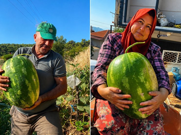Aydın’da 550 rakımda karpuz ve balkabağı yetiştiriyorlar