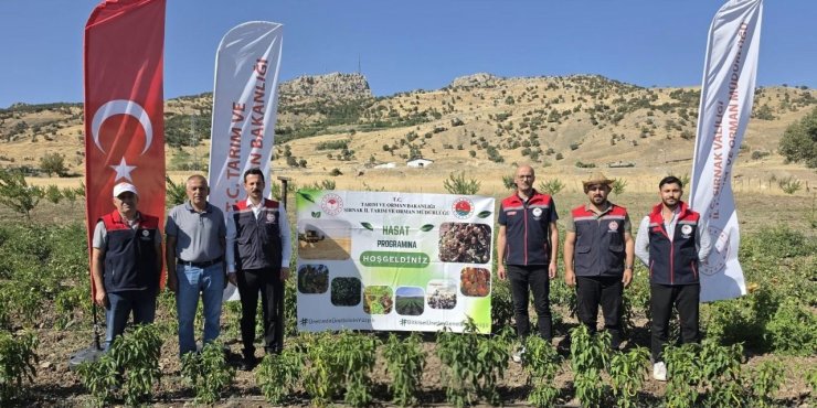 Şırnak’ta TAKE Projesi kapsamında sebze hasadı gerçekleştirildi