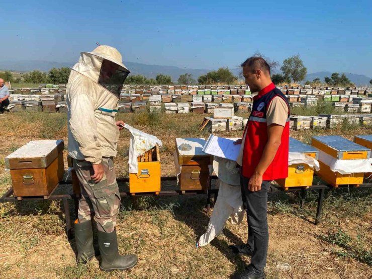 Nazilli’de arılı kovan tespit çalışmaları sürüyor