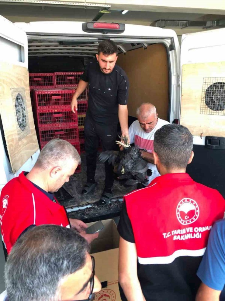 Çelikhan’da 20 aileye 440 kümes hayvanı dağıtıldı