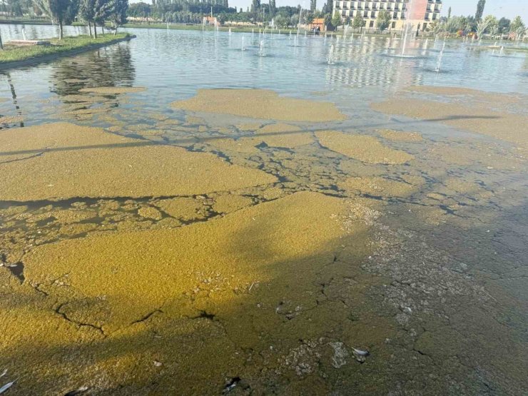 Iğdır Millet Bahçesi’ndeki süs havuzunda kirlilik tepki çekiyor