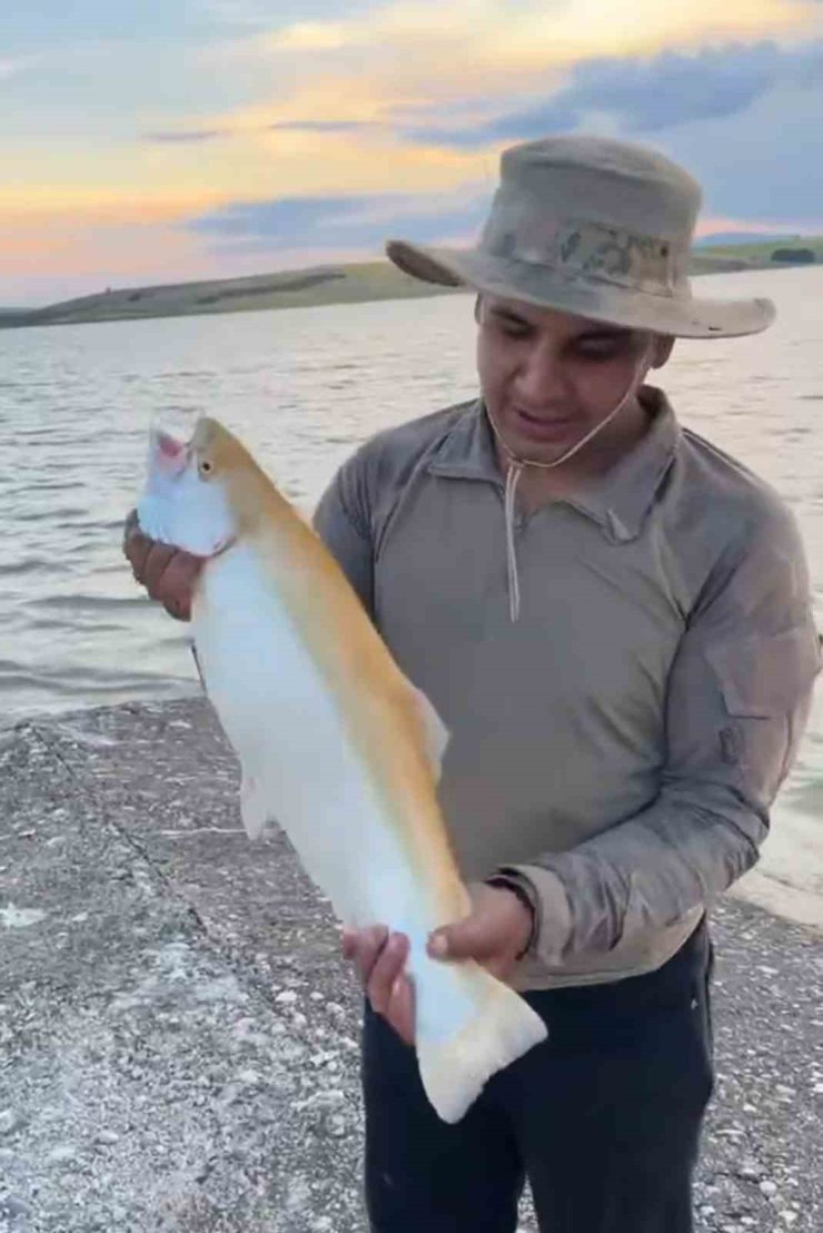 Keban Baraj Gölü’nde sarı renkli albino alabalık yakalandı