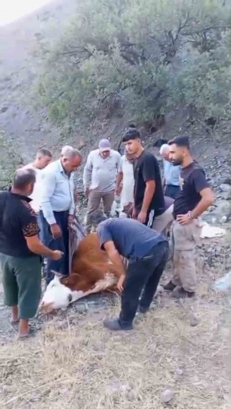 Siirt’te dağda mahsur kalan büyükbaş hayvan telef oldu