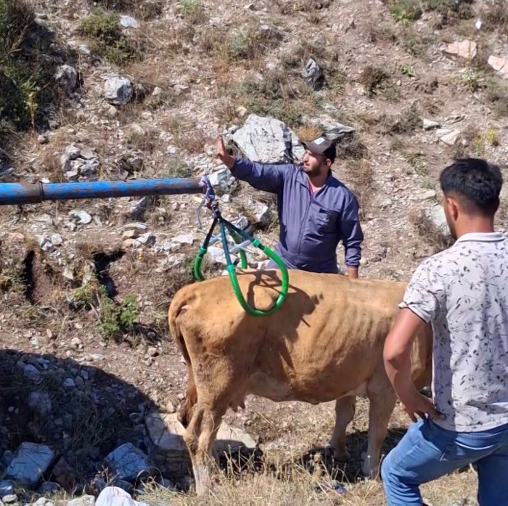 Çukura düşen hamile ineği önce serinletti, sonra kurtardı