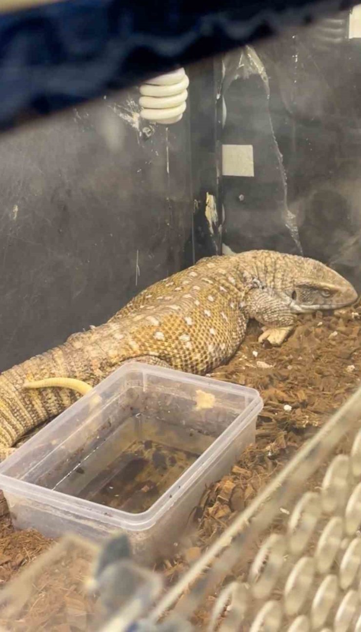 Manisa’da egzotik hayvan operasyonu: 61 yaban hayvanı kurtarıldı