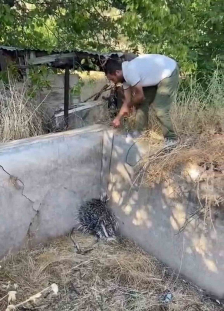 Nesli tükenme tehlikesi altındaki oklu kirpi böyle kurtarıldı