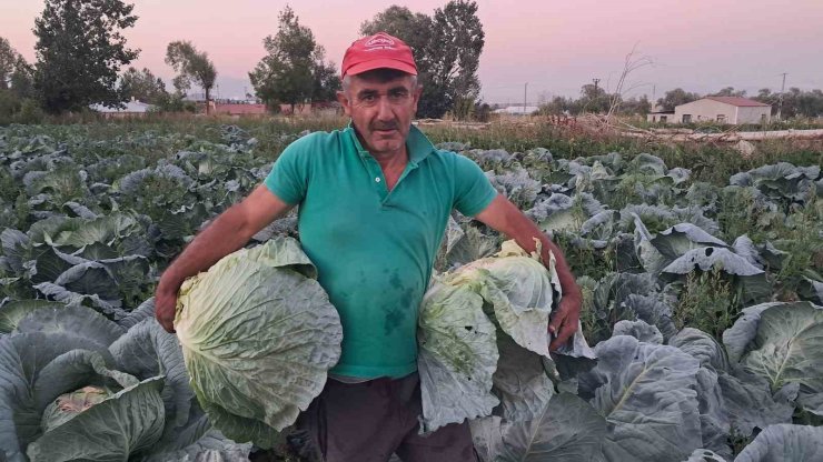 Söğütlü lahanasında hasat başladı