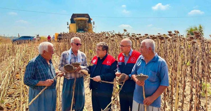 Tarsus’ta ayçiçeğinde 4 bin 485 ton rekolte bekleniyor