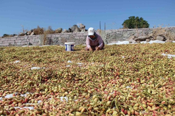 Yuntdağı fıstığı için hasat şenliği düzenlenecek