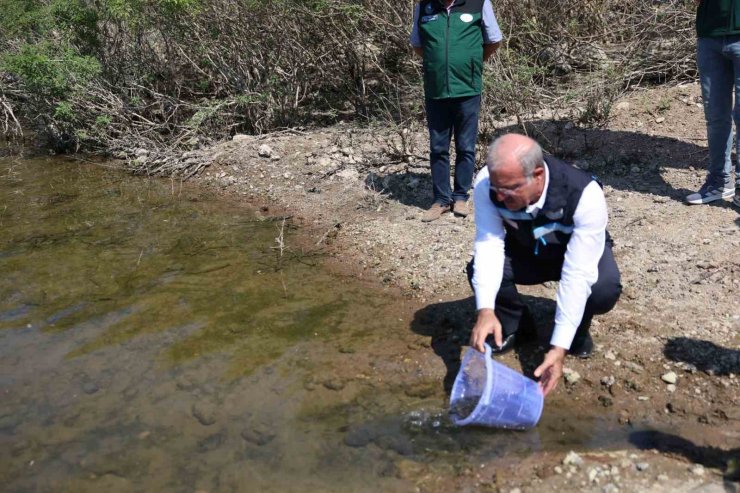 Atikhisar Barajı’na 348 bin sazan balığı yavrusu bırakıldı