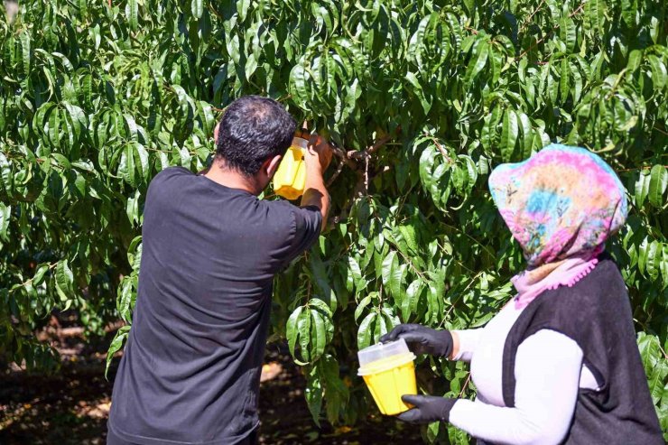 Mersin’de Akdeniz Meyve Sineğine karşı 80 bin feromon tuzak desteği
