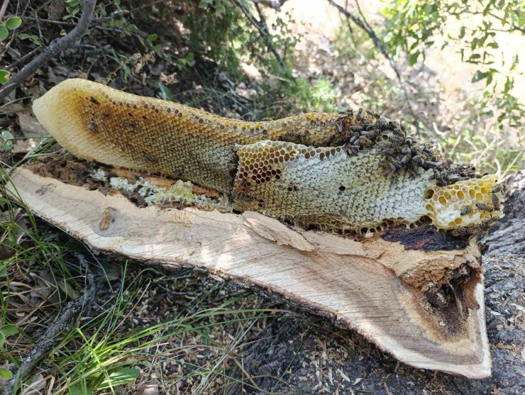 Elazığ’da ağaç kovuğundan kilo kilo bal çıktı