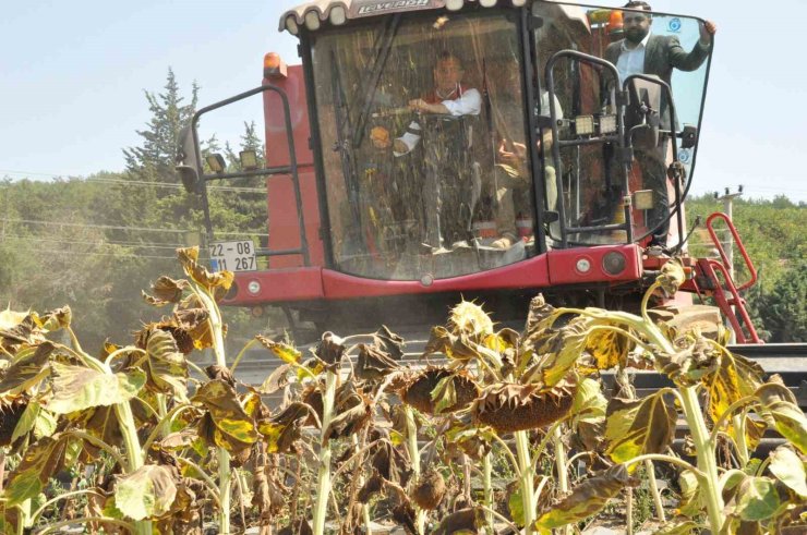 Tarım ve Orman Bakan Yardımcısı Gizligider Edirne’de ayçiçeği hasadına katıldı